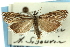  (Platytes vobisne - CNCLEP00089737)  @13 [ ] CreativeCommons - Attribution Non-Commercial Share-Alike (2011) Jean-Francois Landry, CNC and Zhaofu Yang, BIO Canadian National Collections