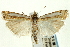  ( - CNCLEP00089755)  @15 [ ] CreativeCommons - Attribution Non-Commercial Share-Alike (2011) Jean-Francois Landry, CNC and Zhaofu Yang, BIO Canadian National Collections