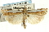  (Crambus watsonellus - CNCLEP00089762)  @15 [ ] CreativeCommons - Attribution Non-Commercial Share-Alike (2011) Jean-Francois Landry, CNC and Zhaofu Yang, BIO Canadian National Collections