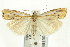  ( - CNCLEP00089766)  @15 [ ] CreativeCommons - Attribution Non-Commercial Share-Alike (2011) Jean-Francois Landry, CNC and Zhaofu Yang, BIO Canadian National Collections