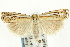  ( - CNCLEP00089767)  @13 [ ] CreativeCommons - Attribution Non-Commercial Share-Alike (2011) Jean-Francois Landry, CNC and Zhaofu Yang, BIO Canadian National Collections