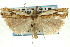  (Crambus agitatellus - CNCLEP00089770)  @15 [ ] CreativeCommons - Attribution Non-Commercial Share-Alike (2011) Jean-Francois Landry, CNC and Zhaofu Yang, BIO Canadian National Collections