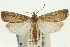  (Thopeutis forbesellus - CNCLEP00089790)  @15 [ ] CreativeCommons - Attribution Non-Commercial Share-Alike (2011) Jean-Francois Landry, CNC and Zhaofu Yang, BIO Canadian National Collections