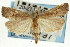  (Parapediasia teterrellus - CNCLEP00089797)  @15 [ ] CreativeCommons - Attribution Non-Commercial Share-Alike (2011) Jean-Francois Landry, CNC and Zhaofu Yang, BIO Canadian National Collections