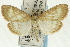  ( - CNCLEP00089848)  @14 [ ] CreativeCommons - Attribution Non-Commercial Share-Alike (2011) Jean-Francois Landry, CNC and Zhaofu Yang, BIO Canadian National Collections