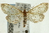  ( - CNCLEP00089850)  @13 [ ] CreativeCommons - Attribution Non-Commercial Share-Alike (2011) Jean-Francois Landry, CNC and Zhaofu Yang, BIO Canadian National Collections