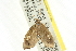  ( - ROMPYR00001)  @12 [ ] Copyright (2011) Zhaofu Yang, BIO Royal Ontario Museum