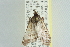  ( - ROMPYR00043)  @13 [ ] Copyright (2011) Zhaofu Yang, BIO Royal Ontario Museum