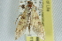  ( - ROMPYR00046)  @12 [ ] Copyright (2011) Zhaofu Yang, BIO Royal Ontario Museum