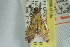  ( - ROMPYR00047)  @12 [ ] Copyright (2011) Zhaofu Yang, BIO Royal Ontario Museum