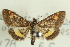  ( - ROMPYR00077)  @11 [ ] Copyright (2011) Zhaofu Yang, BIO Royal Ontario Museum