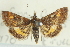  ( - ROMPYR00078)  @11 [ ] Copyright (2011) Zhaofu Yang, BIO Royal Ontario Museum