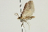  ( - ROMPYR00083)  @11 [ ] Copyright (2011) Zhaofu Yang, BIO Royal Ontario Museum