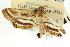  ( - CNCLEP00087700)  @11 [ ] CreativeCommons - Attribution (2011) CNC/CBG Photography Group Centre for Biodiversity Genomics