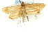  ( - CNCLEP00087701)  @11 [ ] CreativeCommons - Attribution (2011) CNC/CBG Photography Group Centre for Biodiversity Genomics