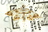  ( - CNCLEP00087756)  @12 [ ] CreativeCommons - Attribution (2011) CNC/CBG Photography Group Centre for Biodiversity Genomics