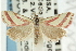  ( - CNCLEP00087820)  @15 [ ] CreativeCommons - Attribution (2011) CNC/CBG Photography Group Centre for Biodiversity Genomics