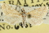  ( - CNCLEP00087822)  @11 [ ] CreativeCommons - Attribution (2011) CNC/CBG Photography Group Centre for Biodiversity Genomics