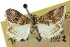  ( - CNCLEP00087845)  @14 [ ] CreativeCommons - Attribution (2011) CNC/CBG Photography Group Centre for Biodiversity Genomics