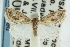  ( - CNCLEP00087856)  @14 [ ] CreativeCommons - Attribution (2011) CNC/CBG Photography Group Centre for Biodiversity Genomics