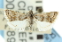  (Nannobotys - CNCLEP00087890)  @13 [ ] CreativeCommons - Attribution (2011) CNC/CBG Photography Group Centre for Biodiversity Genomics