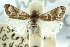  ( - CNCLEP00087891)  @11 [ ] CreativeCommons - Attribution (2011) CNC/CBG Photography Group Centre for Biodiversity Genomics