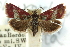  (Porphyrorhegma - CNCLEP00087893)  @14 [ ] CreativeCommons - Attribution (2011) CNC/CBG Photography Group Centre for Biodiversity Genomics