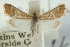  (Noctueliopsis - CNCLEP00087938)  @15 [ ] CreativeCommons - Attribution (2011) CNC/CBG Photography Group Centre for Biodiversity Genomics