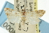  ( - CNCLEP00087957)  @11 [ ] CreativeCommons - Attribution (2011) CNC/CBG Photography Group Centre for Biodiversity Genomics