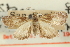  ( - CNCLEP00087976)  @11 [ ] CreativeCommons - Attribution Non-Commercial Share-Alike (2011) Jean-Francois Landry, CNC and Zhaofu Yang, BIO Canadian National Collections