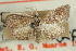  ( - CNCLEP00087977)  @11 [ ] CreativeCommons - Attribution Non-Commercial Share-Alike (2011) Jean-Francois Landry, CNC and Zhaofu Yang, BIO Canadian National Collections