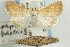  (Glaphyria - CNCLEP00088002)  @15 [ ] CreativeCommons - Attribution Non-Commercial Share-Alike (2011) Jean-Francois Landry, CNC and Zhaofu Yang, BIO Canadian National Collections
