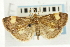  ( - CNCLEP00088071)  @11 [ ] CreativeCommons - Attribution Non-Commercial Share-Alike (2011) Jean-Francois Landry, CNC and Zhaofu Yang, BIO Canadian National Collections