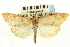  (Evergestis triangulalis - CNCLEP00088119)  @15 [ ] CreativeCommons - Attribution Non-Commercial Share-Alike (2011) Jean-Francois Landry, CNC and Zhaofu Yang, BIO Canadian National Collections