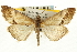  ( - CNCLEP00088122)  @11 [ ] CreativeCommons - Attribution Non-Commercial Share-Alike (2011) Jean-Francois Landry, CNC and Zhaofu Yang, BIO Canadian National Collections