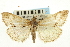  ( - CNCLEP00088123)  @11 [ ] CreativeCommons - Attribution Non-Commercial Share-Alike (2011) Jean-Francois Landry, CNC and Zhaofu Yang, BIO Canadian National Collections