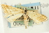 (Leptosteges chrysozona - CNCLEP00088175)  @11 [ ] CreativeCommons - Attribution Non-Commercial Share-Alike (2011) Jean-Francois Landry, CNC and Zhaofu Yang, BIO Canadian National Collections