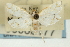  ( - CNCLEP00088177)  @11 [ ] CreativeCommons - Attribution Non-Commercial Share-Alike (2011) Jean-Francois Landry, CNC and Zhaofu Yang, BIO Canadian National Collections