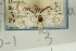  ( - CNCLEP00088178)  @11 [ ] CreativeCommons - Attribution Non-Commercial Share-Alike (2011) Jean-Francois Landry, CNC and Zhaofu Yang, BIO Canadian National Collections
