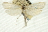  ( - CNCLEP00088196)  @11 [ ] CreativeCommons - Attribution Non-Commercial Share-Alike (2011) Jean-Francois Landry, CNC and Zhaofu Yang, BIO Canadian National Collections