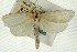  ( - CNCLEP00088197)  @11 [ ] CreativeCommons - Attribution Non-Commercial Share-Alike (2011) Jean-Francois Landry, CNC and Zhaofu Yang, BIO Canadian National Collections