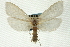  (Rupela tinctella - CNCLEP00088201)  @14 [ ] CreativeCommons - Attribution Non-Commercial Share-Alike (2011) Jean-Francois Landry, CNC and Zhaofu Yang, BIO Canadian National Collections