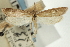  (Donacaula unipunctella - CNCLEP00088204)  @11 [ ] CreativeCommons - Attribution Non-Commercial Share-Alike (2011) Jean-Francois Landry, CNC and Zhaofu Yang, BIO Canadian National Collections