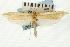  (Donacaula melinella - CNCLEP00088210)  @11 [ ] CreativeCommons - Attribution Non-Commercial Share-Alike (2011) Jean-Francois Landry, CNC and Zhaofu Yang, BIO Canadian National Collections