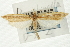  ( - CNCLEP00088211)  @13 [ ] CreativeCommons - Attribution Non-Commercial Share-Alike (2011) Jean-Francois Landry, CNC and Zhaofu Yang, BIO Canadian National Collections