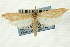  (Donacaula aquilella - CNCLEP00088212)  @11 [ ] CreativeCommons - Attribution Non-Commercial Share-Alike (2011) Jean-Francois Landry, CNC and Zhaofu Yang, BIO Canadian National Collections