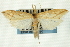  ( - CNCLEP00088215)  @11 [ ] CreativeCommons - Attribution Non-Commercial Share-Alike (2011) Jean-Francois Landry, CNC and Zhaofu Yang, BIO Canadian National Collections