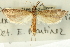  (Donacaula uxorialis - CNCLEP00088224)  @11 [ ] CreativeCommons - Attribution Non-Commercial Share-Alike (2011) Jean-Francois Landry, CNC and Zhaofu Yang, BIO Canadian National Collections