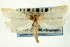 ( - CNCLEP00088228)  @13 [ ] CreativeCommons - Attribution Non-Commercial Share-Alike (2011) Jean-Francois Landry, CNC and Zhaofu Yang, BIO Canadian National Collections