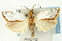  ( - CNCLEP00088238)  @11 [ ] CreativeCommons - Attribution Non-Commercial Share-Alike (2011) Jean-Francois Landry, CNC and Zhaofu Yang, BIO Canadian National Collections
